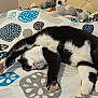 Lilou a rejoint le concours — aidez-le/la à gagner de superbes lots ! animal, bed, bedspread, black_and_white, cat, cozy, cute, domestic_cat, feline, fur, headboard, indoor, patterned, paws, pet, relaxed, resting, sleeping, stretching, stuffed_animals