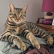 Auslo a rejoint le concours — aidez-le/la à gagner de superbes lots ! animal, cat, clothes, cozy, curious, decor, fabric, feline, fur, home, indoor, lamp, paws, pet, relaxed, resting, tabby_cat, table, whiskers, wide_eyes