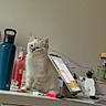 animal, bottle, cat, cluttered, container, cream_colored, curious, desk, domestic_cat, furniture, indoor, office_supplies, pen, pet, sitting, stationery, tablet, technology, water_bottle, white_desk