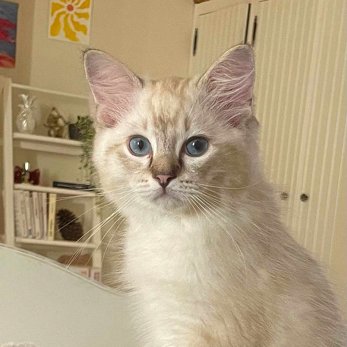 Aïko