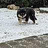 Aska a rejoint le concours — aidez-le/la à gagner de superbes lots ! puppy, dog, snow, outdoor, winter, animal, cute, fur, black, tan, nature, snowflakes, grass, stone, pet, young, standing, curious, cold, daytime