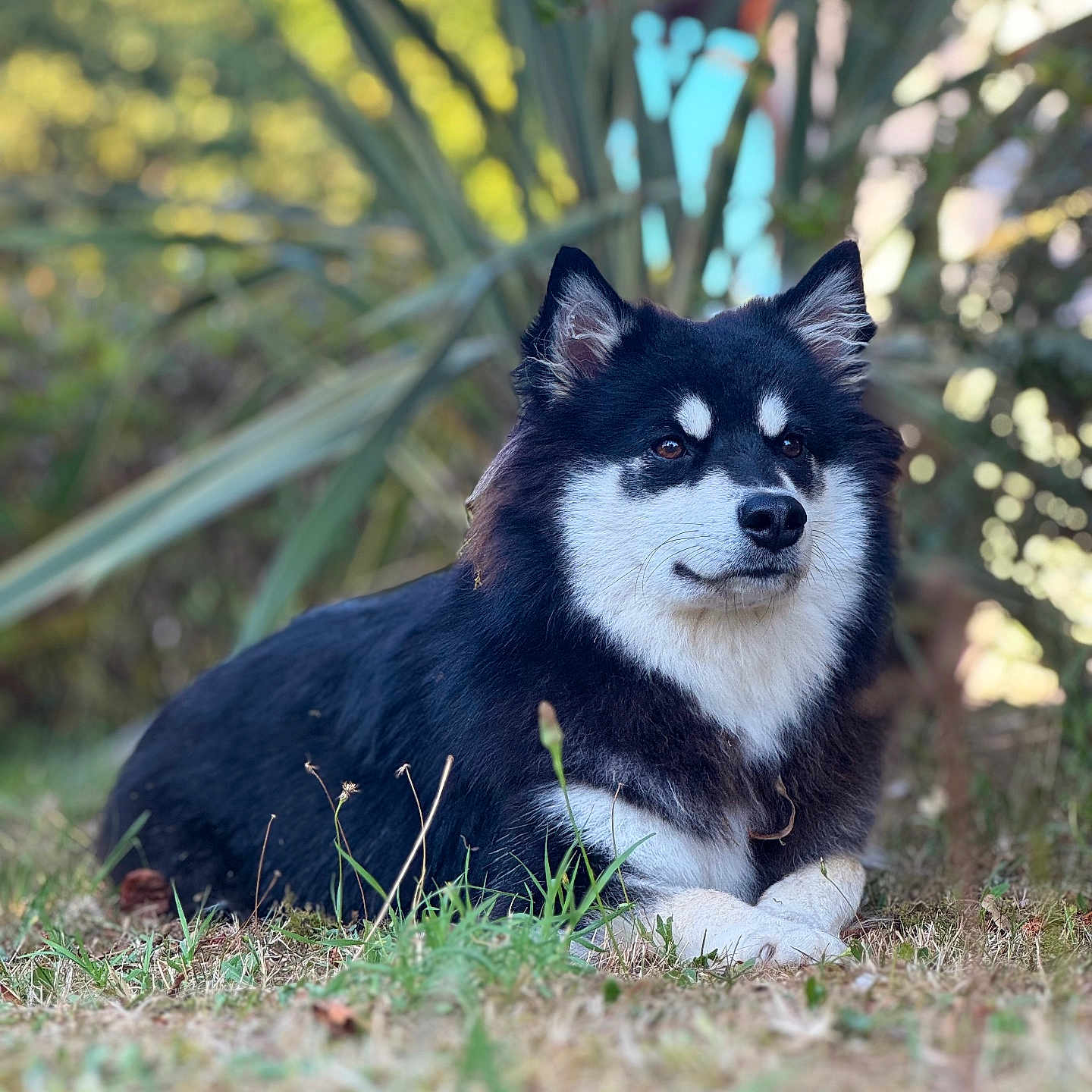 Aska