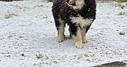 Aska participe au concours pour gagner de l'argent avec cette photo : puppy, dog, snow, outdoor, winter, animal, fur, black, cream, snowflakes, curious, garden, greenery, nature, pet, standing, young, cute, cold, playful