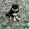 puppy, dog, grass, snow, outdoor, animal, cute, fur, black, tan, winter, nature, pet, young, sitting, leaf, cold, adorable, fluffy, eyes