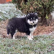 Aska a rejoint le concours — aidez-le/la à gagner de superbes lots ! puppy, dog, black_and_white, frost, grass, outdoor, nature, animal, young, fluffy, cute, pet, winter, cold, fur, standing, tree, small, adorable, garden