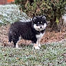 puppy, dog, black_and_white, frost, grass, outdoor, nature, animal, young, fluffy, cute, pet, winter, cold, fur, standing, tree, small, adorable, garden