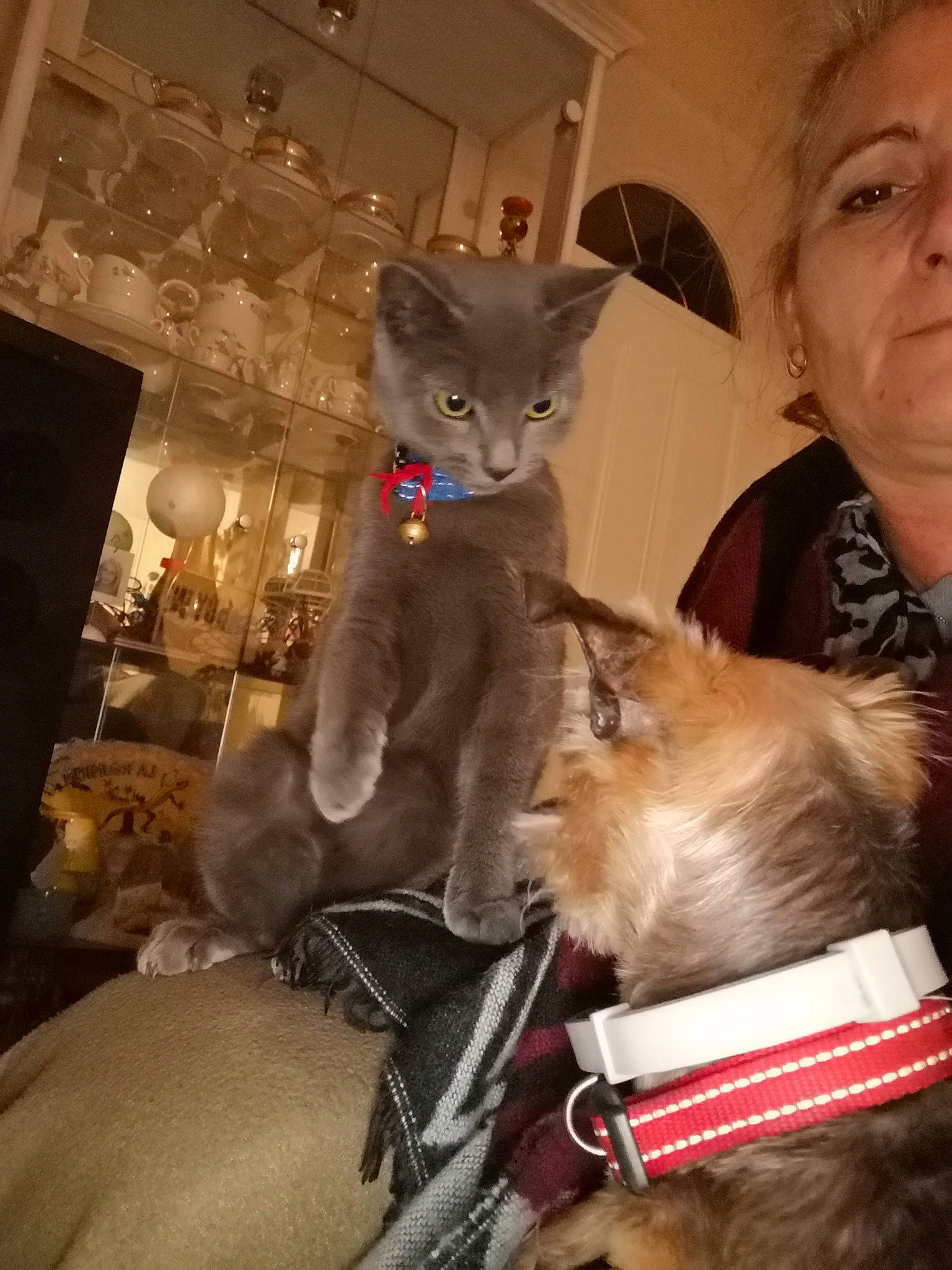 Gribouille participe au concours pour gagner de l'argent avec cette photo : asian, carnivore, cat, fawn, felidae, fur, kitten, russian_blue, small_to_medium_sized_cats, tonkinese, whiskers