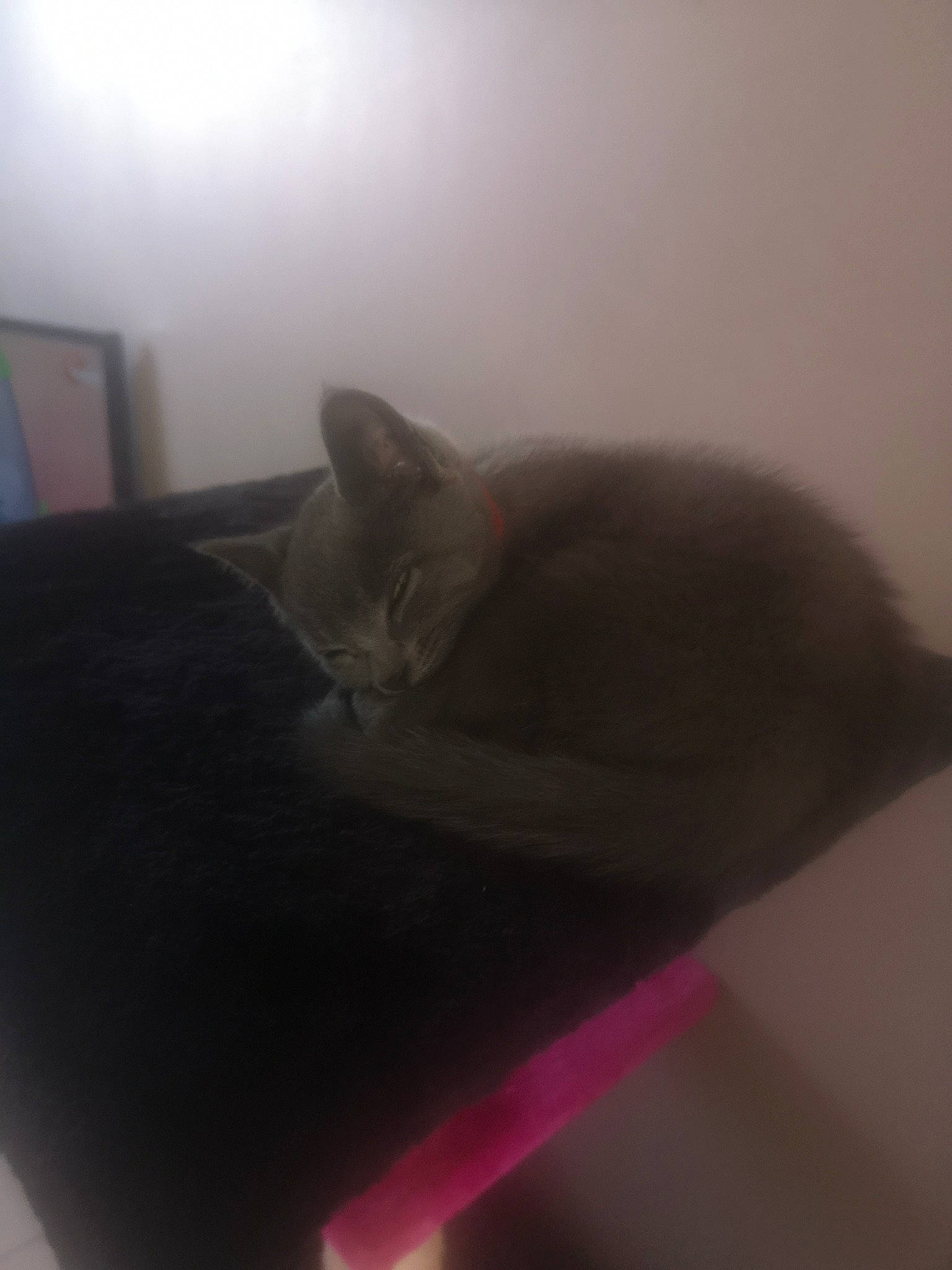 Gribouille participe au concours pour gagner de l'argent avec cette photo : carnivore, cat, comfort, domestic_short_haired_cat, felidae, russian_blue, small_to_medium_sized_cats, snapshot, snout, tail, whiskers