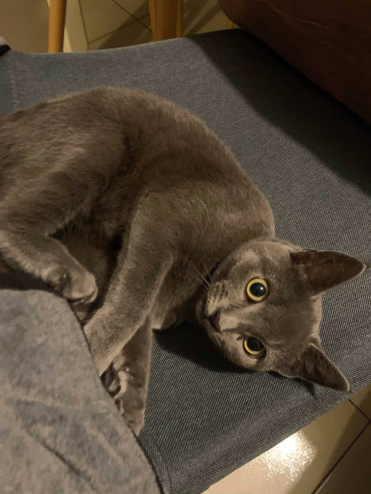 Gribouille participe au concours pour gagner de l'argent avec cette photo : british_shorthair, burmese, carnivore, cat, chartreux, domestic_short_haired_cat, felidae, korat, mammal, oriental_shorthair, russian_blue, small_to_medium_sized_cats, whiskers