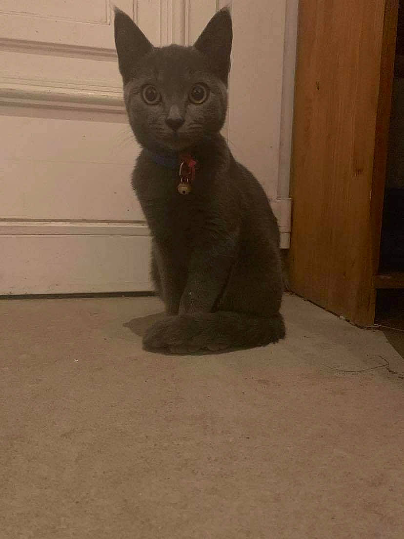 Gribouille participe au concours pour gagner de l'argent avec cette photo : asian, black_cat, british_shorthair, burmese, carnivore, cat, chartreux, domestic_short_haired_cat, felidae, german_rex, korat, mammal, nebelung, russian_blue, small_to_medium_sized_cats, snout, tail, vertebrate, whiskers