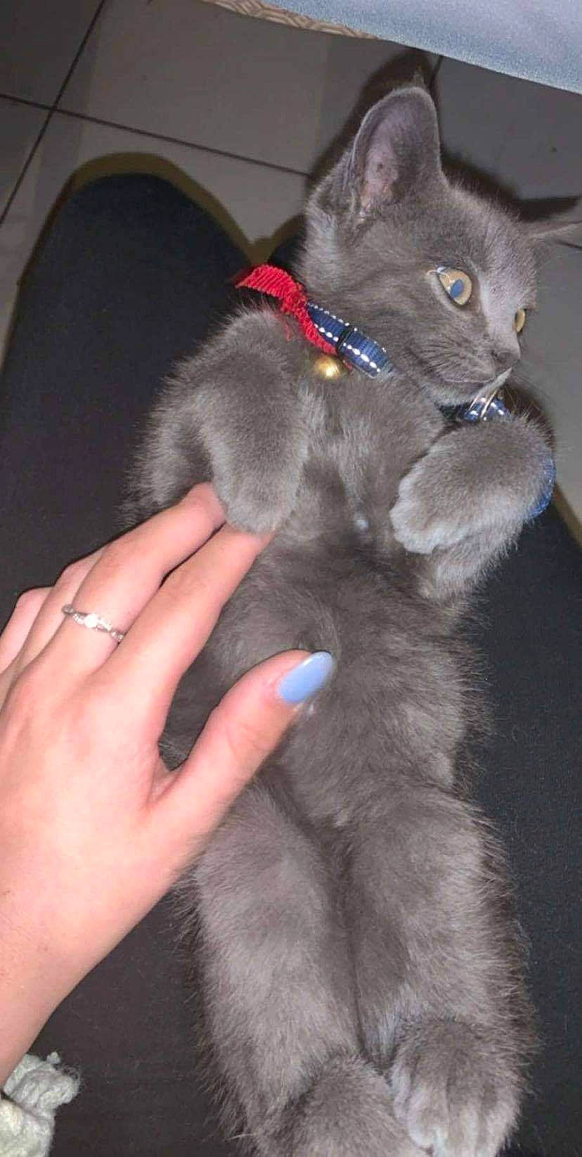 Gribouille participe au concours pour gagner de l'argent avec cette photo : british_shorthair, carnivore, cat, chartreux, claw, domestic_short_haired_cat, felidae, fur, kitten, korat, mammal, nebelung, russian_blue, small_to_medium_sized_cats, whiskers