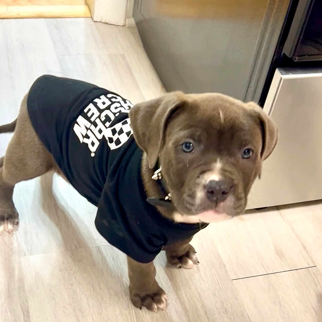 Loki Sanders is registered to the contest to win money with this photo: accessories, animal, boxer, bulldog, canine, dog, fitness, hardwood, hound, indoors, interiordesign, labradorretriever, person, pet, pitbull, puppy, sport, wood, workingout, yoga