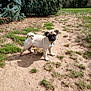 Ada participe au concours pour gagner de l'argent avec cette photo : pug, puppy, dog, outdoor, grass, dirt, sunlight, shadow, bush, concrete_wall, pet, animal, cute, curious, standing, young_dog, nature, garden, daytime, small_dog