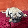 dog, pug, puppy, pet, animal, lying_down, red_blanket, orange_background, cute, face, fur, ears, nose, eyes, resting, indoors, closeup, portrait, soft_texture, sleepy