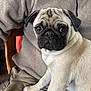 pug, dog, pet, animal, lap, fleece_jacket, brown, beige, fur, canine, closeup, indoor, person, seated, cute, portrait, companion, domestic_animal, looking, young_dog