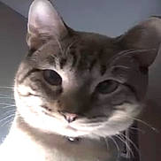 Milo joined the competition — help win amazing prizes! animal, calm, cat, close_up, collar, cute, domestic_cat, ears, face, feline, fur, gray_background, indoor, looking_down, pet, portrait, soft_focus, tabby, whiskers, whiskers_visible