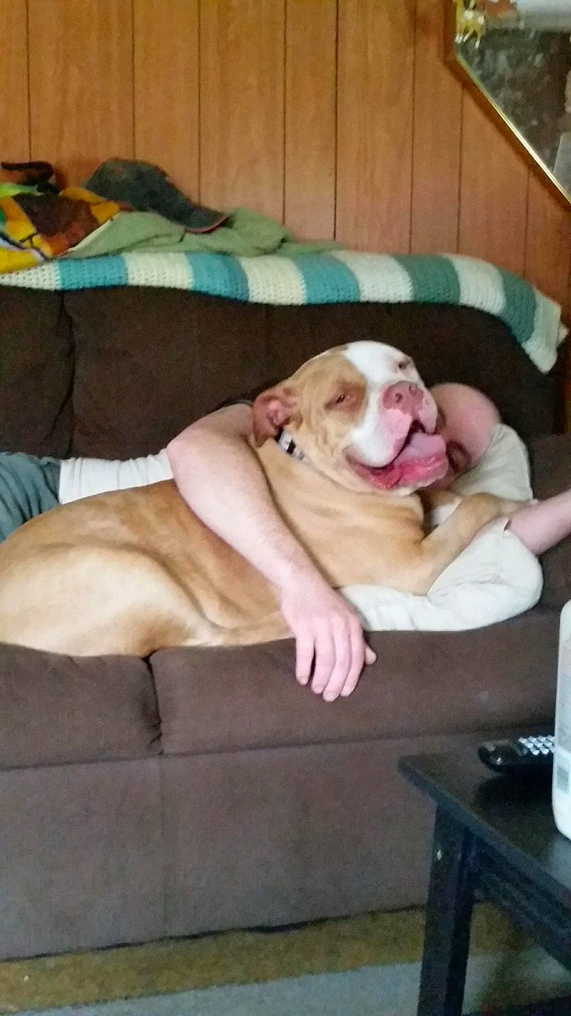 Hugo is registered to the contest to win money with this photo: canidae, carnivore, comfort, companion_dog, dog, dog_breed, dog_supply, fawn, guard_dog, hardwood, linens, nap, non_sporting_group, paw, sleep, snout, sporting_group, table, tail, working_animal