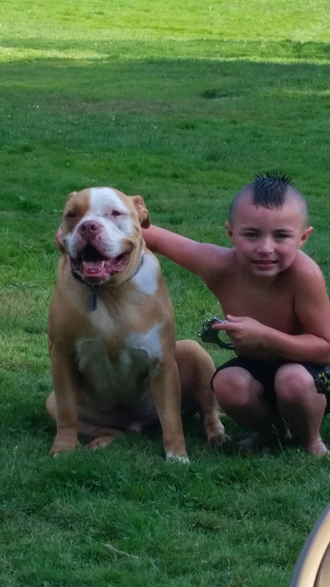 Hugo is registered to the contest to win money with this photo: carnivore, companion_dog, dog, dog_breed, dog_collar, fawn, grass, happy, mammal, molosser, people_in_nature, plant, smile, snout, sporting_group, toddler, vertebrate, working_animal, working_dog, wrinkle