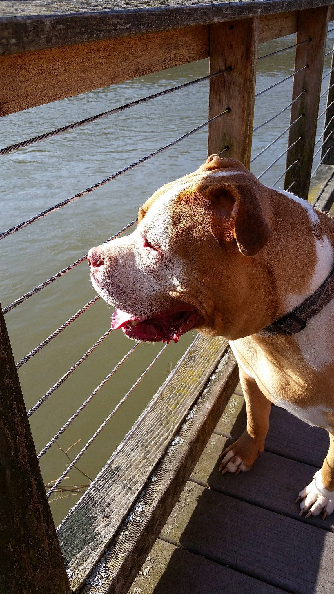 Hugo is registered to the contest to win money with this photo: canidae, carnivore, collar, companion_dog, dog, dog_breed, dog_collar, dog_supply, fawn, flooring, hardwood, liver, pet_supply, plank, snout, sporting_group, terrestrial_animal, wood, wood_stain, working_animal