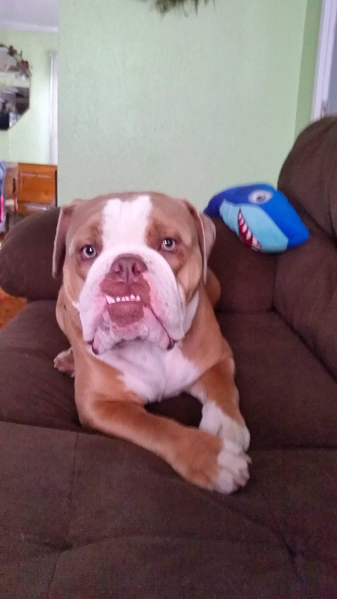 Klaus joined the competition — help win amazing prizes! australian_shepherd, bulldog, canidae, carnivore, collar, comfort, companion_dog, dog, dog_breed, dog_collar, fawn, flooring, non_sporting_group, puppy, puppy_love, snout, sporting_group, working_animal, working_dog, wrinkle