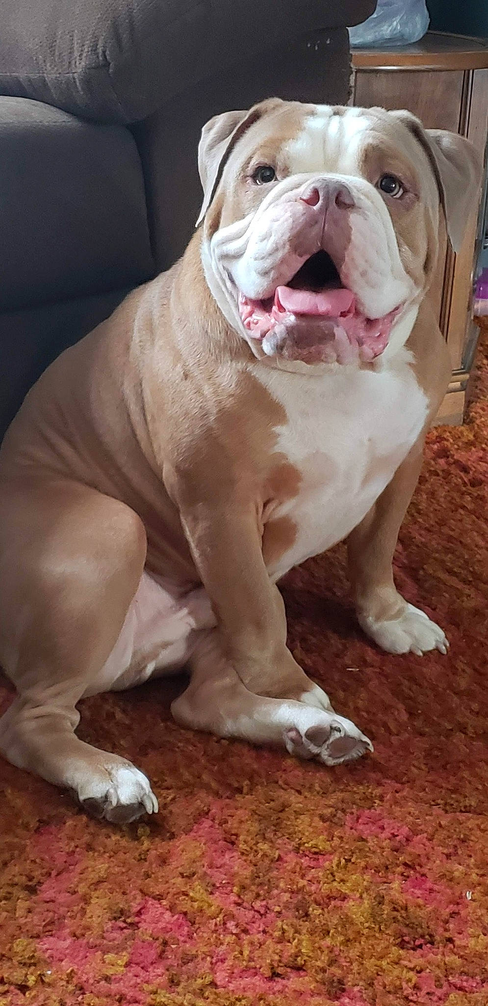 Klaus is registered to the contest to win money with this photo: bulldog, canidae, carnivore, companion_dog, dog, dog_breed, fawn, molosser, non_sporting_group, snout, sporting_group, terrestrial_animal, whiskers, white_english_bulldog, working_animal, wrinkle