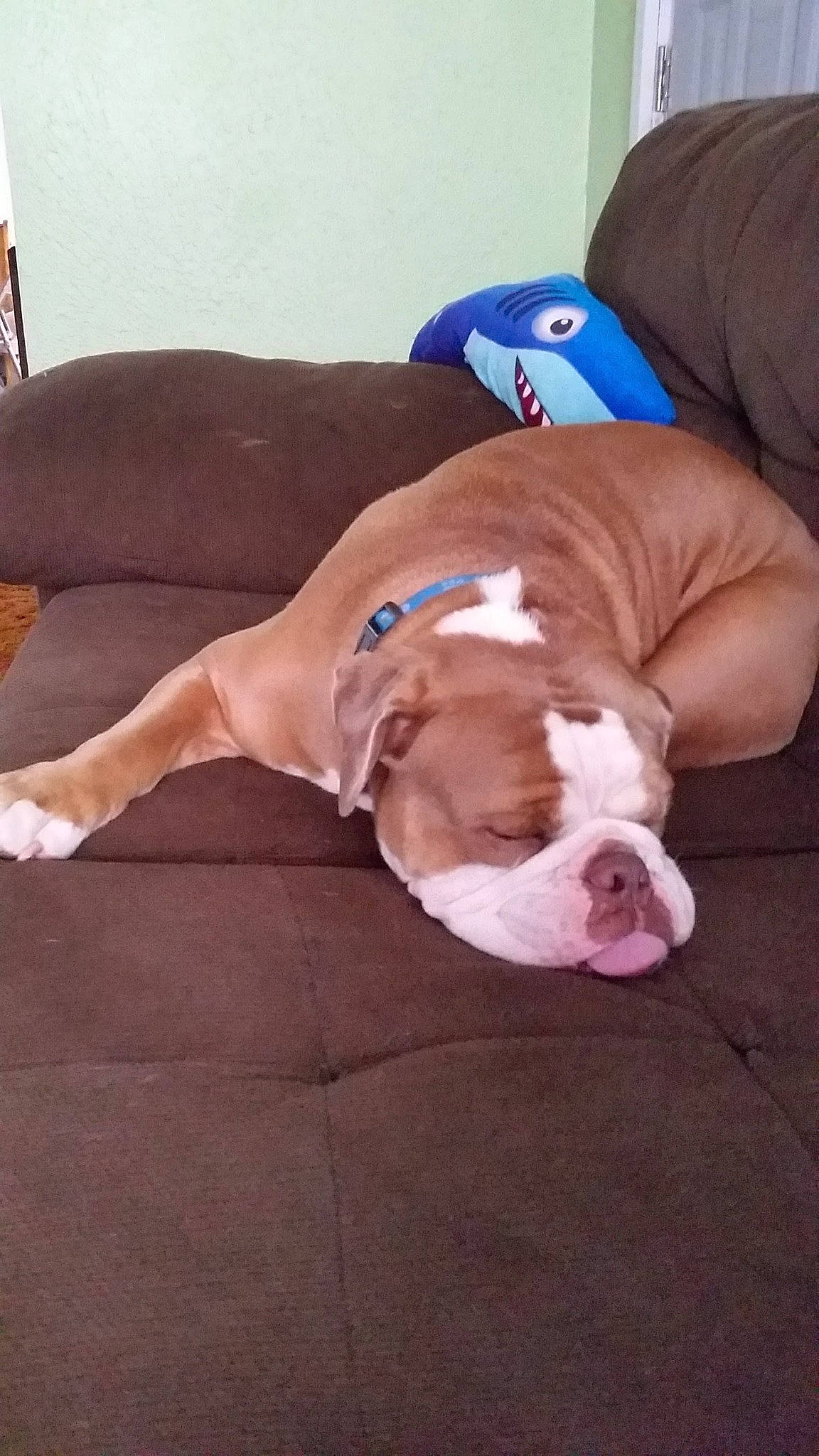 Klaus is registered to the contest to win money with this photo: bored, bulldog, canidae, carnivore, comfort, companion_dog, dog, dog_breed, dog_supply, fawn, floor, flooring, hardwood, liver, pet_supply, snout, sporting_group, tail, wood, working_animal