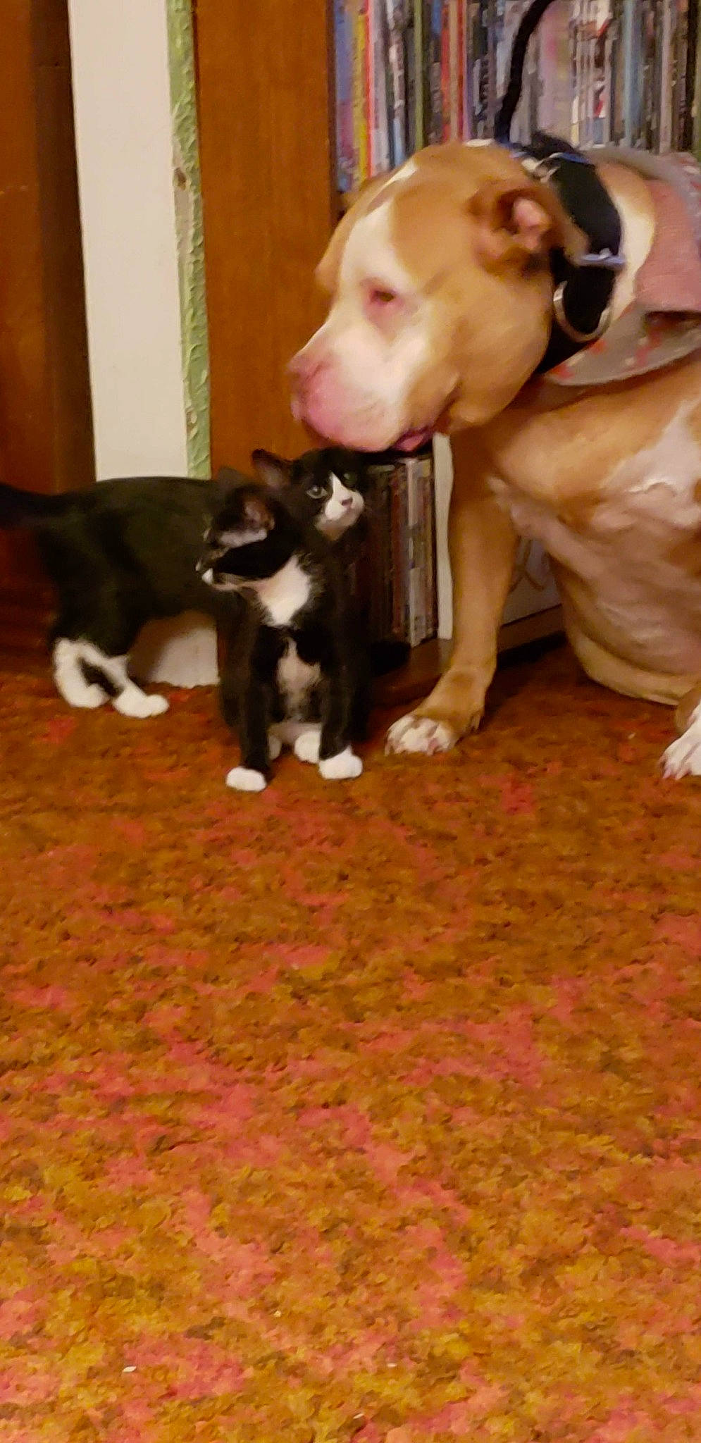 Tucker And Hissy joined the competition — help win amazing prizes! boston_terrier, canidae, carnivore, companion_dog, dog, dog_breed, fawn, flooring, fur, hardwood, liver, paw, pet_supply, snout, sporting_group, tail, terrestrial_animal, whiskers, wood, working_animal