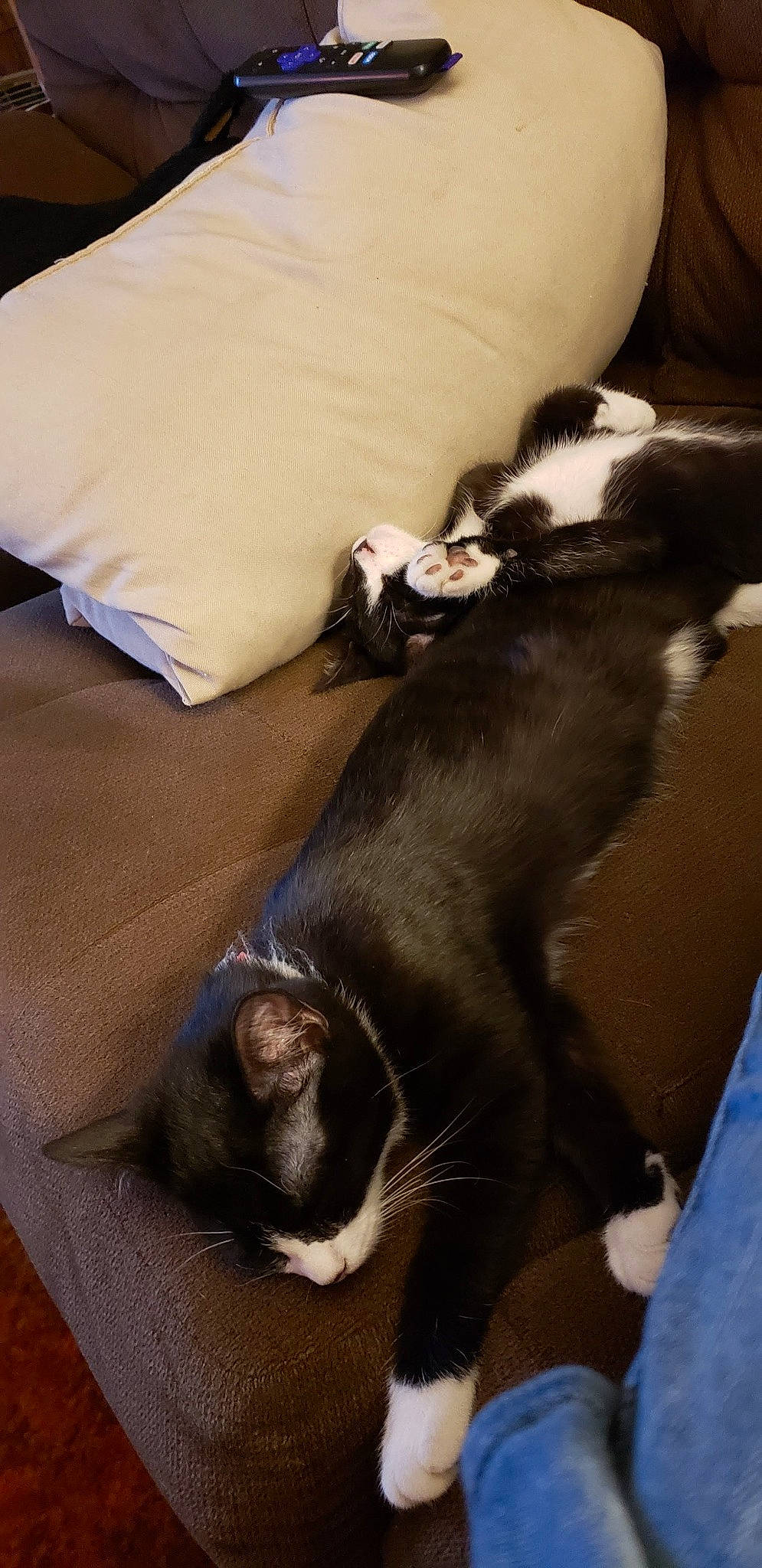 Tucker And Hissy joined the competition — help win amazing prizes! bedding, black_cat, carnivore, cat, claw, comfort, dog_breed, domestic_short_haired_cat, felidae, fur, grey, hardwood, linens, mammal, paw, small_to_medium_sized_cats, tail, whiskers, white, wood