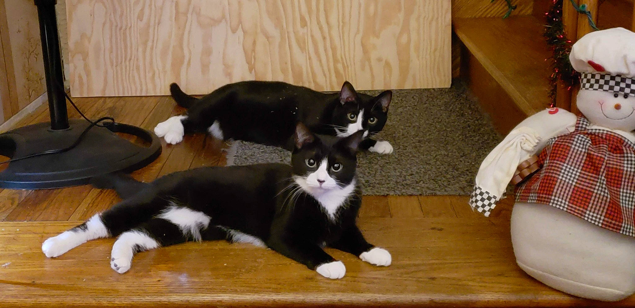 Tucker And Hissy is registered to the contest to win money with this photo: black_cat, carnivore, cat, cat_supply, claw, comfort, domestic_short_haired_cat, felidae, flooring, fur, hardwood, paw, small_to_medium_sized_cats, snout, tail, whiskers, wood, wood_stain