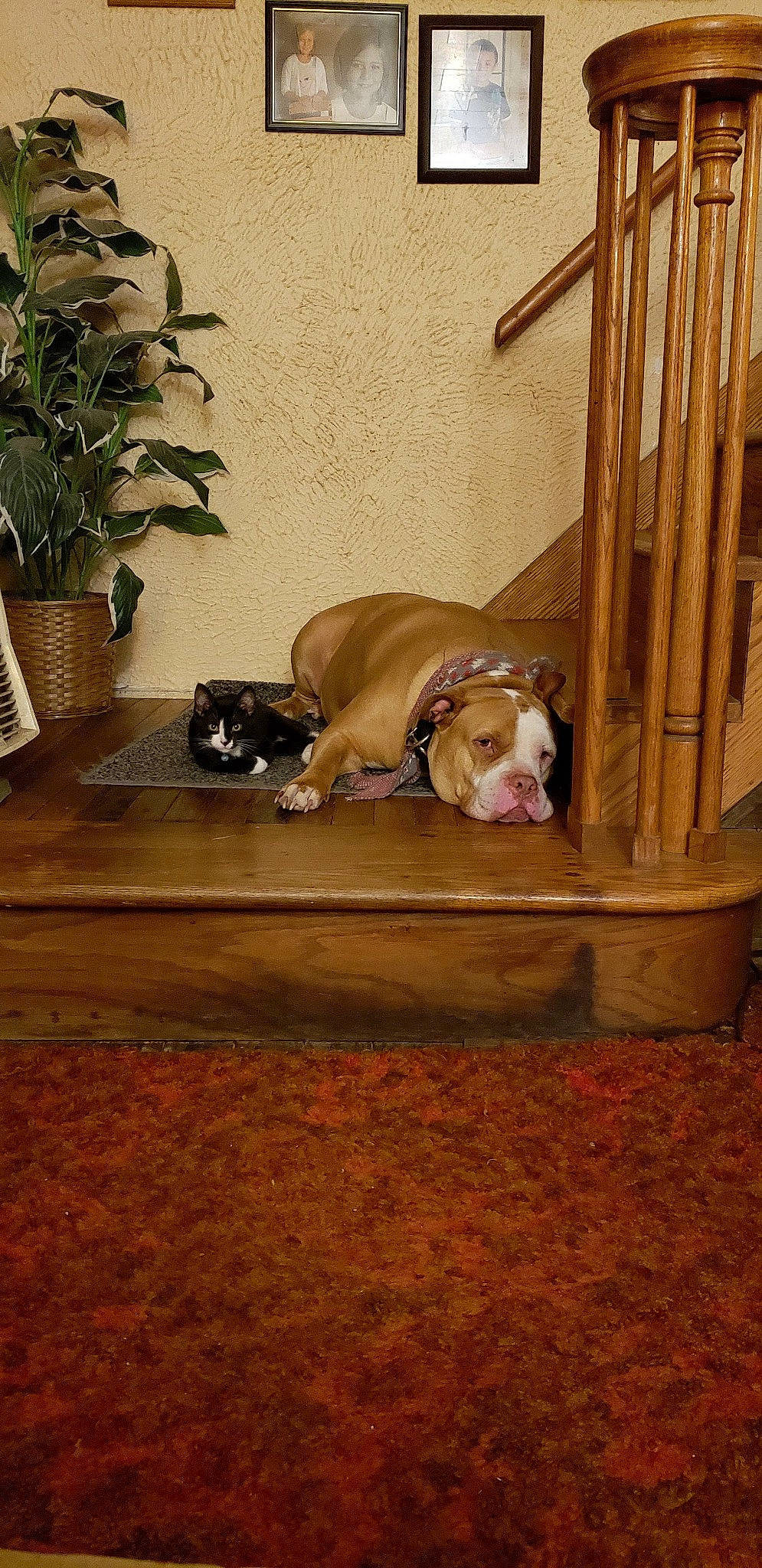 Tucker And Hissy is registered to the contest to win money with this photo: carnivore, comfort, companion_dog, dog, dog_breed, dog_supply, fawn, floor, flooring, flowerpot, hardwood, houseplant, liver, pet_supply, plant, room, snout, sporting_group, wood, working_animal