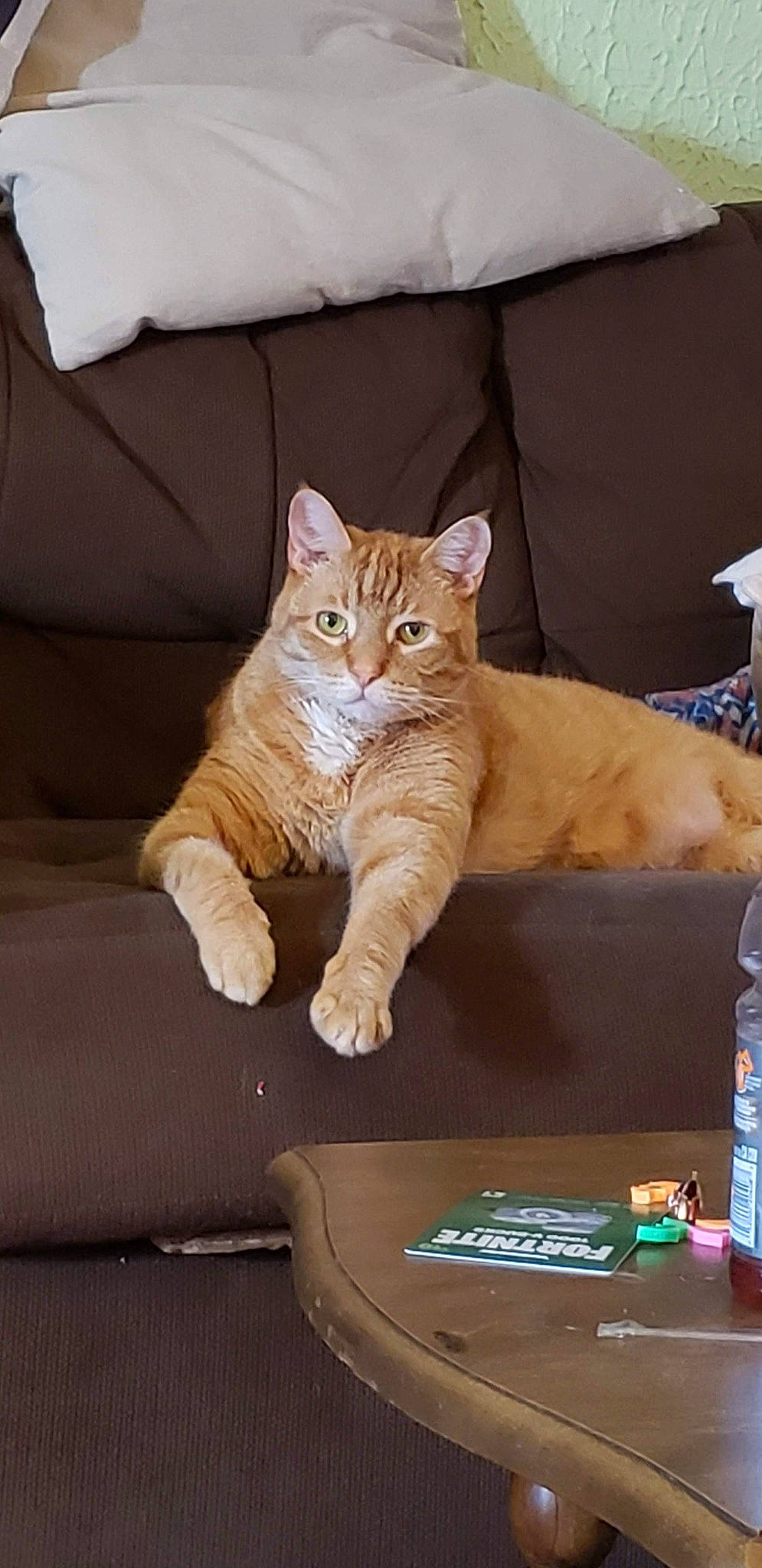 Puma is registered to the contest to win money with this photo: bottled_water, box, carnivore, cat, comfort, couch, domestic_short_haired_cat, drinking_water, fawn, felidae, fur, paw, plastic_bottle, small_to_medium_sized_cats, snout, table, tail, water_bottle, whiskers, wood