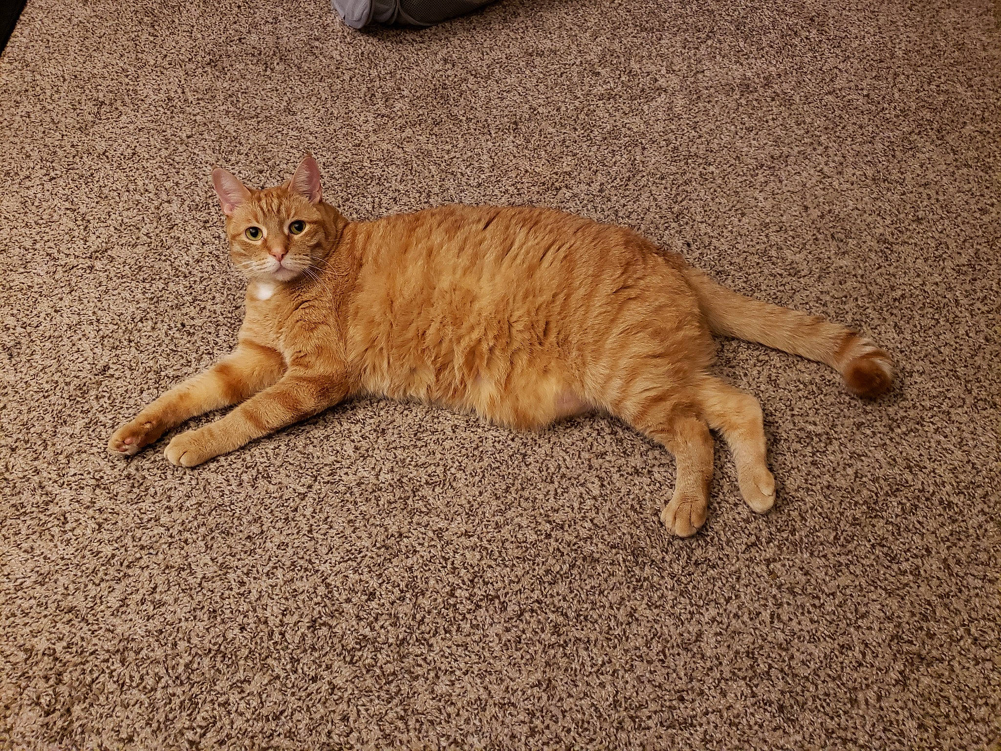 Puma is registered to the contest to win money with this photo: asphalt, carnivore, cat, claw, comfort, domestic_short_haired_cat, fawn, felidae, flooring, fur, paw, road_surface, small_to_medium_sized_cats, snout, tail, terrestrial_animal, whiskers, wildlife, wood