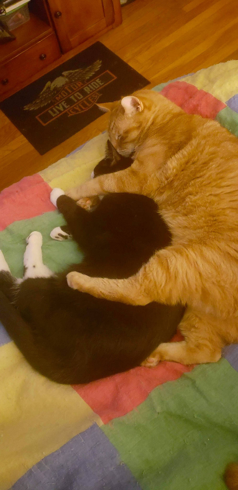 Puma is registered to the contest to win money with this photo: canidae, carnivore, cat, cat_supply, claw, comfort, companion_dog, dog_breed, fawn, felidae, flooring, fur, gesture, hardwood, paw, small_to_medium_sized_cats, sporting_group, tail, whiskers, wood