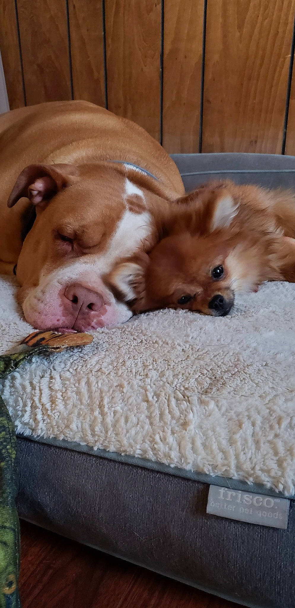 Stella joined the competition — help win amazing prizes! canidae, carnivore, comfort, companion_dog, dog, dog_breed, dog_supply, fawn, fur, liver, mammal, pet_supply, snout, sporting_group, terrestrial_animal, toy, vertebrate, whiskers, wood, working_animal