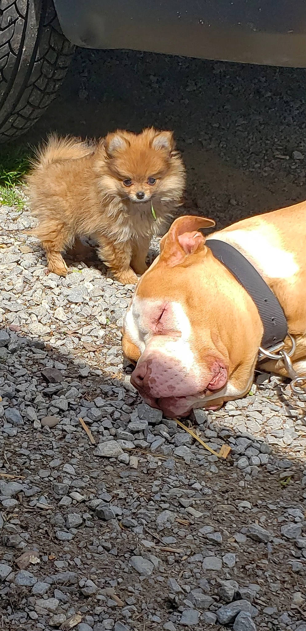 Stella is registered to the contest to win money with this photo: bulldog, carnivore, cat, companion_dog, dog, dog_breed, fawn, felidae, foot, fur, grass, human_leg, road_surface, snout, soil, sporting_group, tail, terrestrial_animal, whiskers, wrinkle