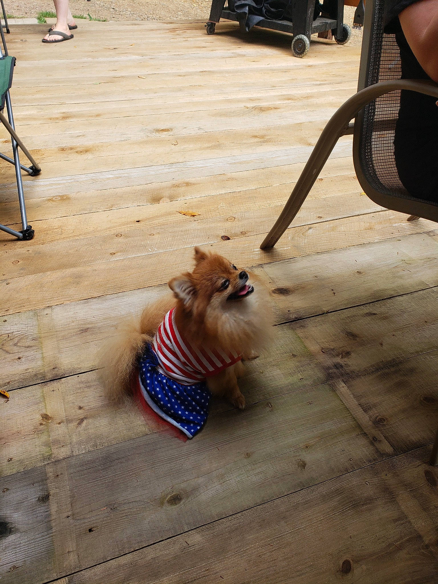 Stella joined the competition — help win amazing prizes! asphalt, carnivore, chair, companion_dog, dog, dog_breed, fawn, felidae, floor, flooring, foot, human_leg, leash, luggage_and_bags, road_surface, shoe, sidewalk, small_to_medium_sized_cats, tail, wood