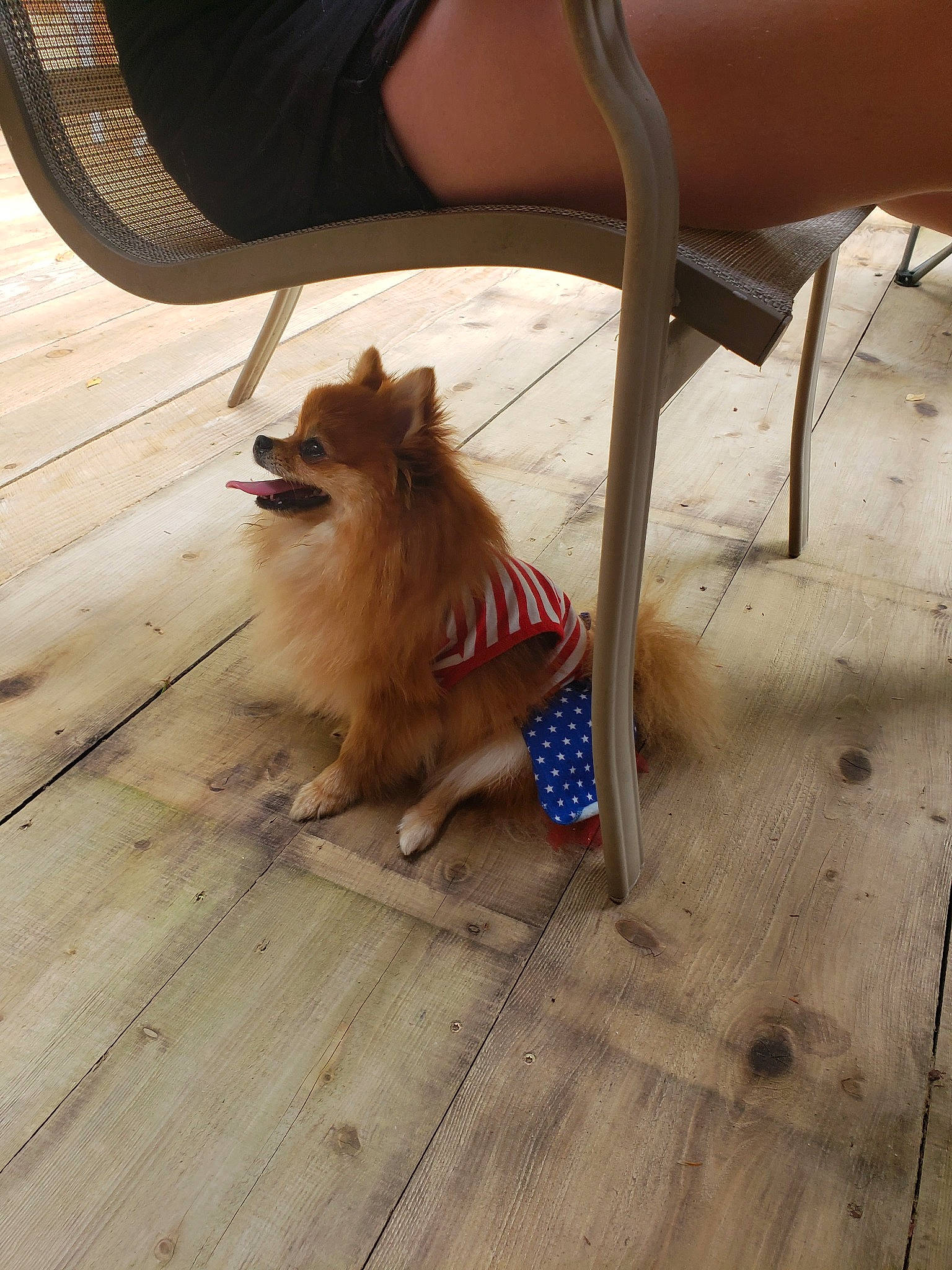 Stella joined the competition — help win amazing prizes! carnivore, chair, companion_dog, dog, dog_breed, fawn, floor, flooring, foot, german_spitz, german_spitz_mittel, hardwood, laminate_flooring, outdoor_furniture, snout, spitz, tail, toy_dog, wood, wood_stain