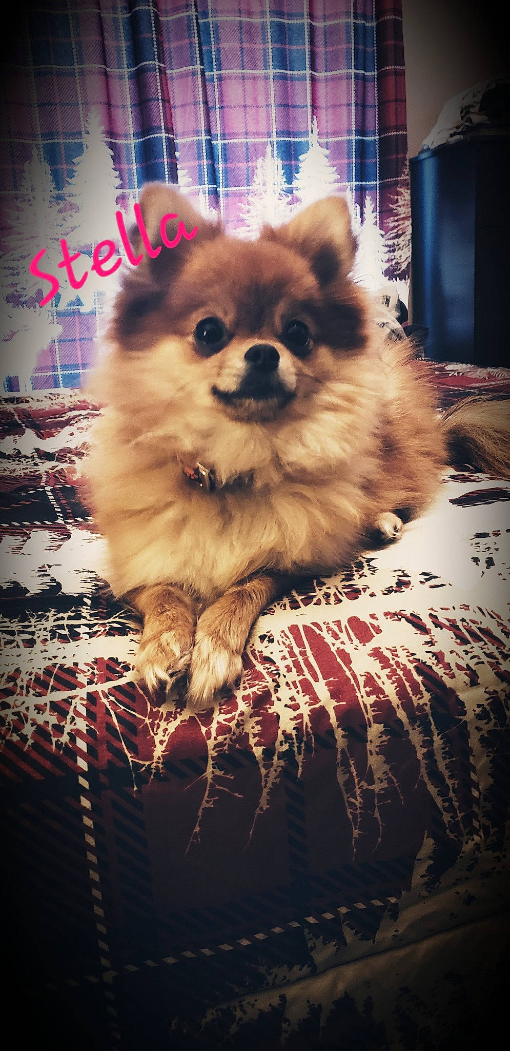 Stella is registered to the contest to win money with this photo: canidae, carnivore, companion_dog, darkness, dog, dog_breed, dog_supply, event, fawn, fur, german_spitz, german_spitz_klein, german_spitz_mittel, liver, pomeranian, snout, spitz, sporting_group, toy_dog, whiskers