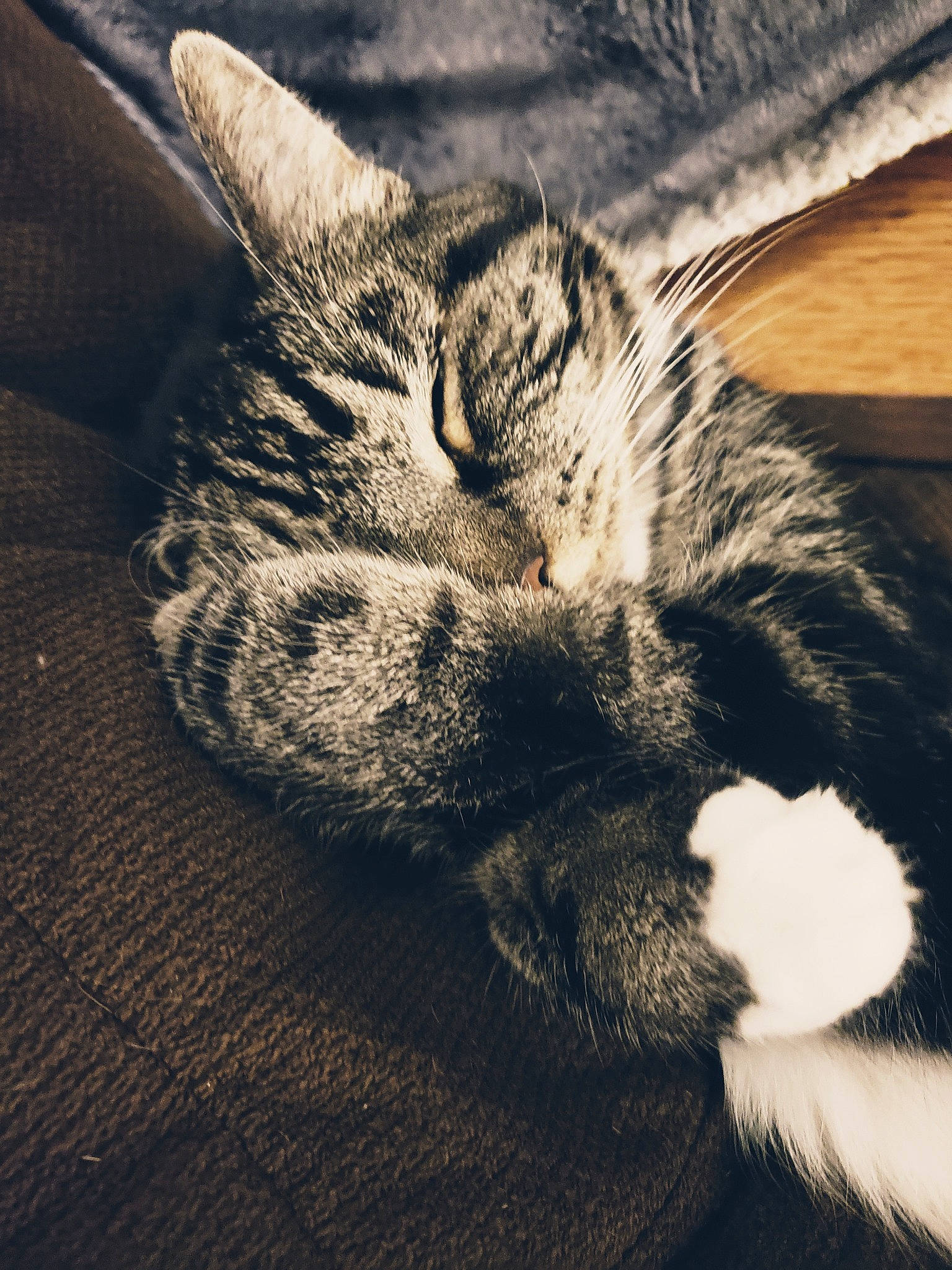 Boomer joined the competition — help win amazing prizes! carnivore, cat, close_up, cloud, comfort, domestic_short_haired_cat, ear, eye, felidae, grey, head, human_body, leg, paw, small_to_medium_sized_cats, snout, tail, terrestrial_animal, whiskers, wood