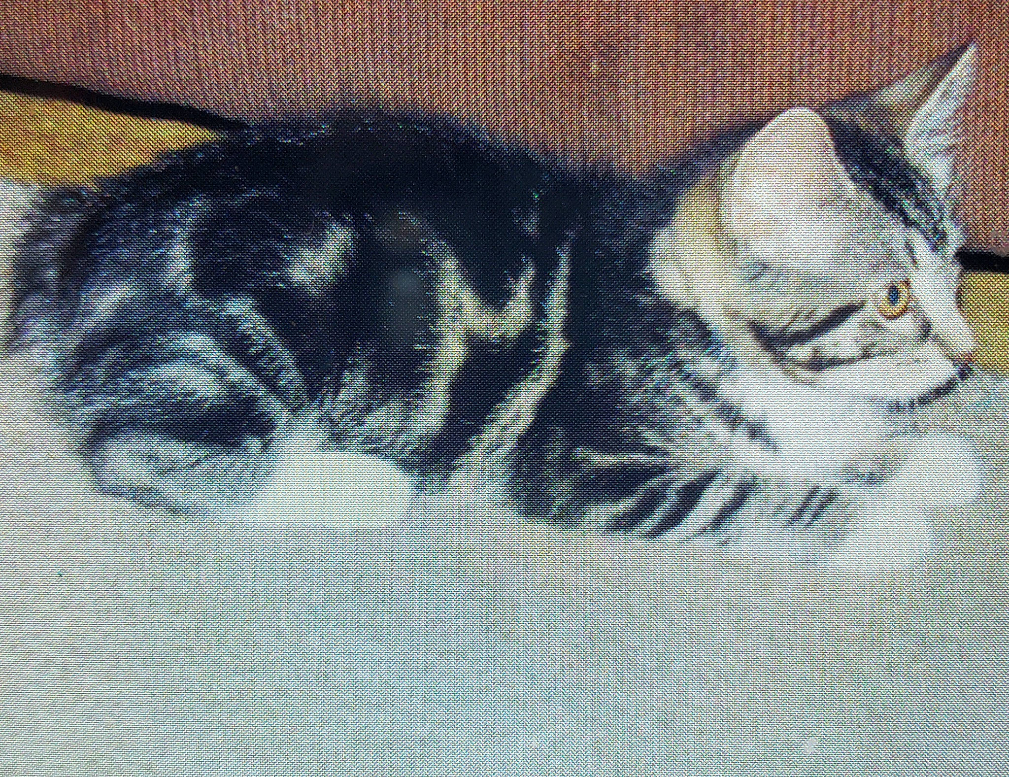 Boomer joined the competition — help win amazing prizes! art, carnivore, cat, claw, comfort, domestic_short_haired_cat, drawing, felidae, fur, grey, nap, painting, pattern, paw, small_to_medium_sized_cats, snout, tail, terrestrial_animal, visual_arts, whiskers