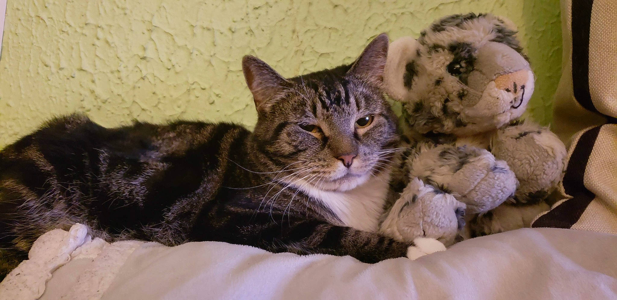 Boomer is registered to the contest to win money with this photo: carnivore, cat, claw, comfort, domestic_short_haired_cat, felidae, fur, nap, paw, sitting, small_to_medium_sized_cats, snout, tail, terrestrial_animal, whiskers, wildlife, window