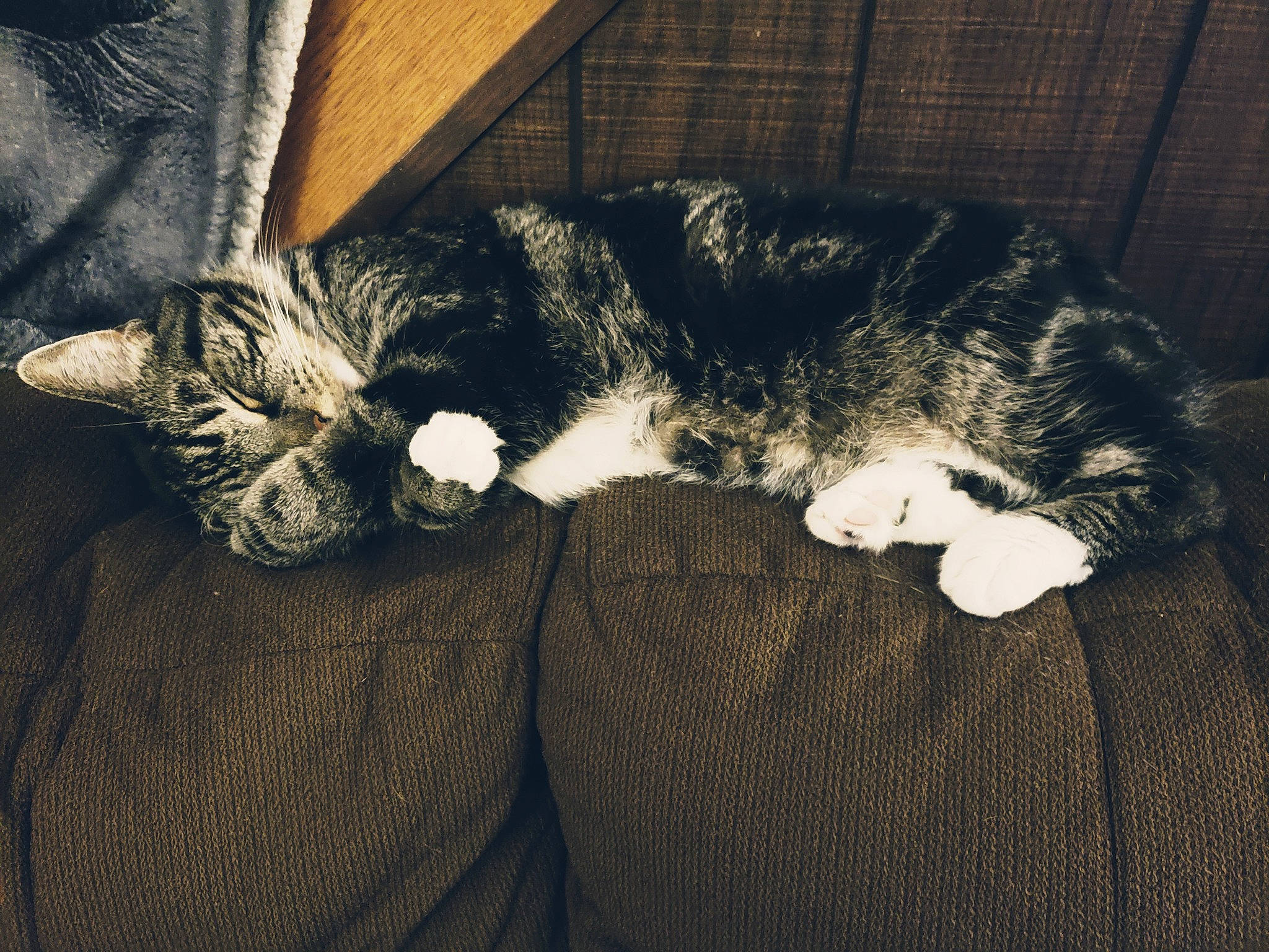 Boomer joined the competition — help win amazing prizes! black_cat, carnivore, cat, cloud, comfort, domestic_short_haired_cat, ear, felidae, fur, grey, human_leg, lap, monochrome, monochrome_photography, nap, paw, small_to_medium_sized_cats, tail, textile, whiskers