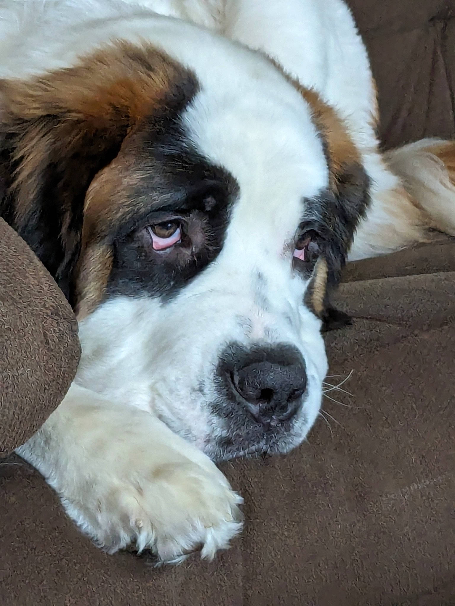 Daisy Duke joined the competition — help win amazing prizes! bored, canidae, carnivore, companion_dog, dog, dog_breed, door, fur, giant_dog_breed, gun_dog, liver, moscow_watchdog, non_sporting_group, snout, sporting_group, st_bernard, terrestrial_animal, whiskers, working_animal, working_dog