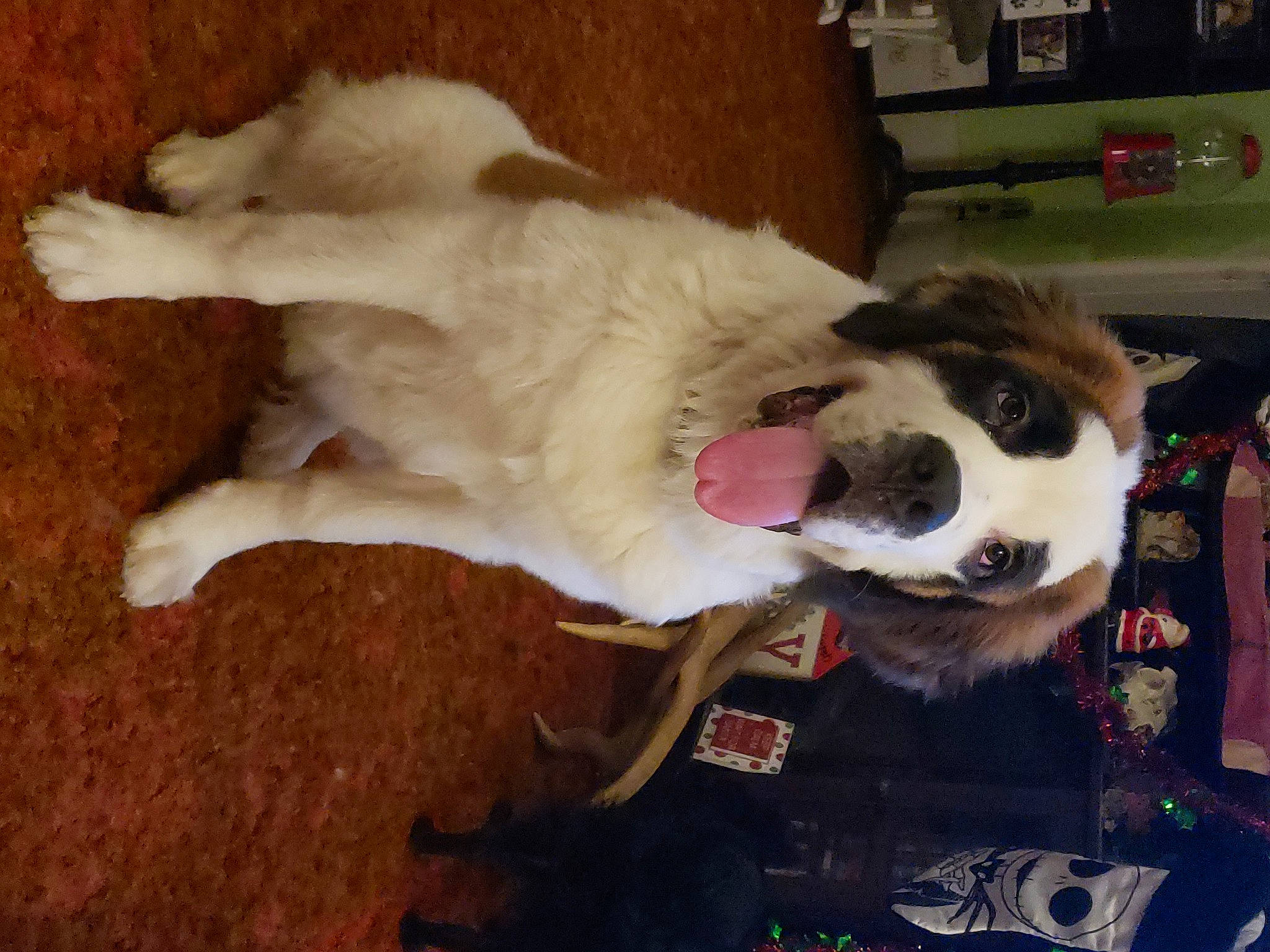 Daisy Duke joined the competition — help win amazing prizes! ball, canidae, carnivore, collar, companion_dog, dog, dog_breed, dog_supply, fang, fawn, fur, giant_dog_breed, herding_dog, paw, sporting_group, tail, toy, whiskers, working_animal, working_dog