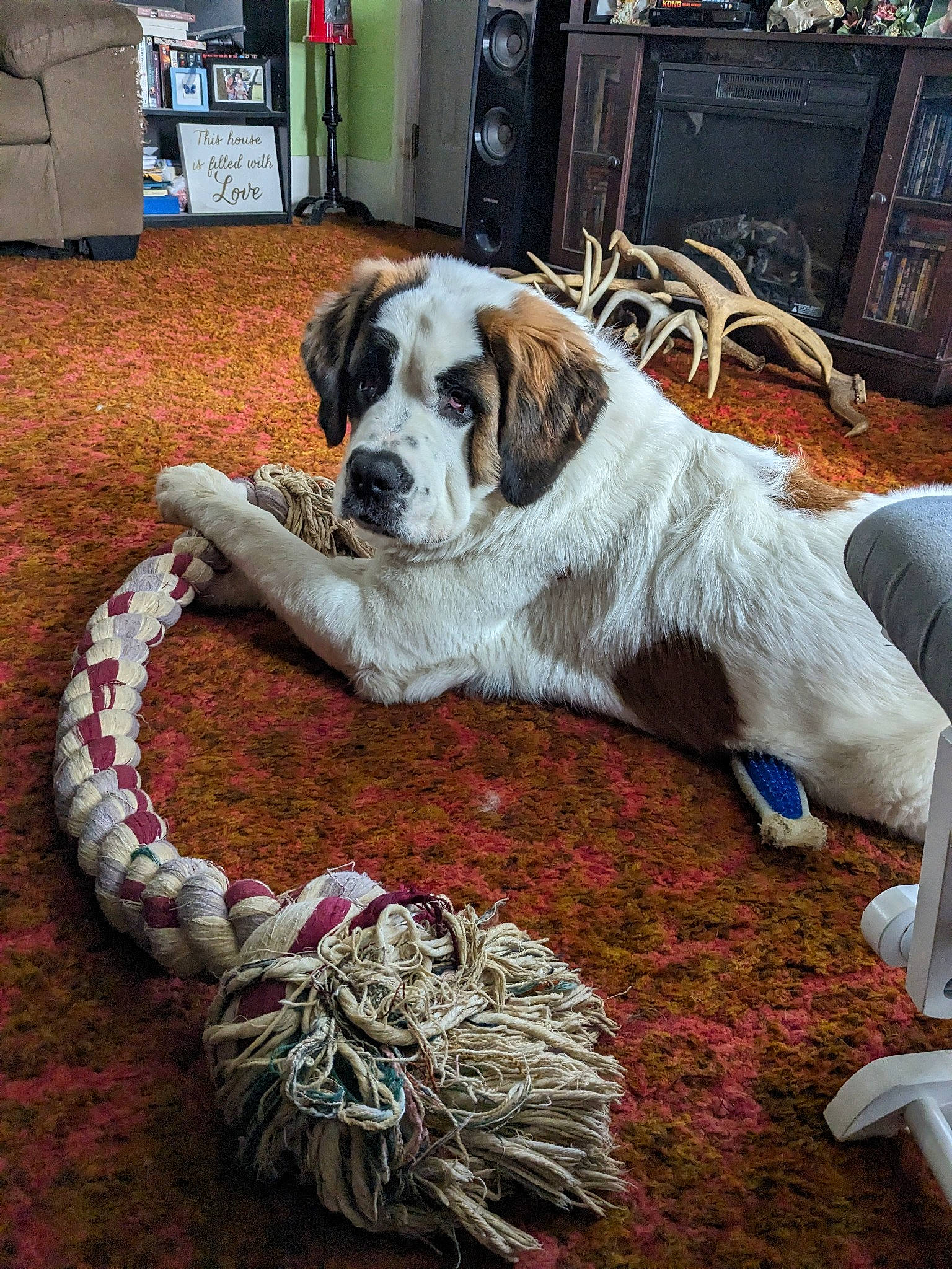 Daisy Duke joined the competition — help win amazing prizes! cabinetry, canidae, carmine, carnivore, carpet, companion_dog, dog, dog_breed, event, flooring, fur, giant_dog_breed, grass, moscow_watchdog, shelf, snout, sporting_group, st_bernard, working_animal, working_dog