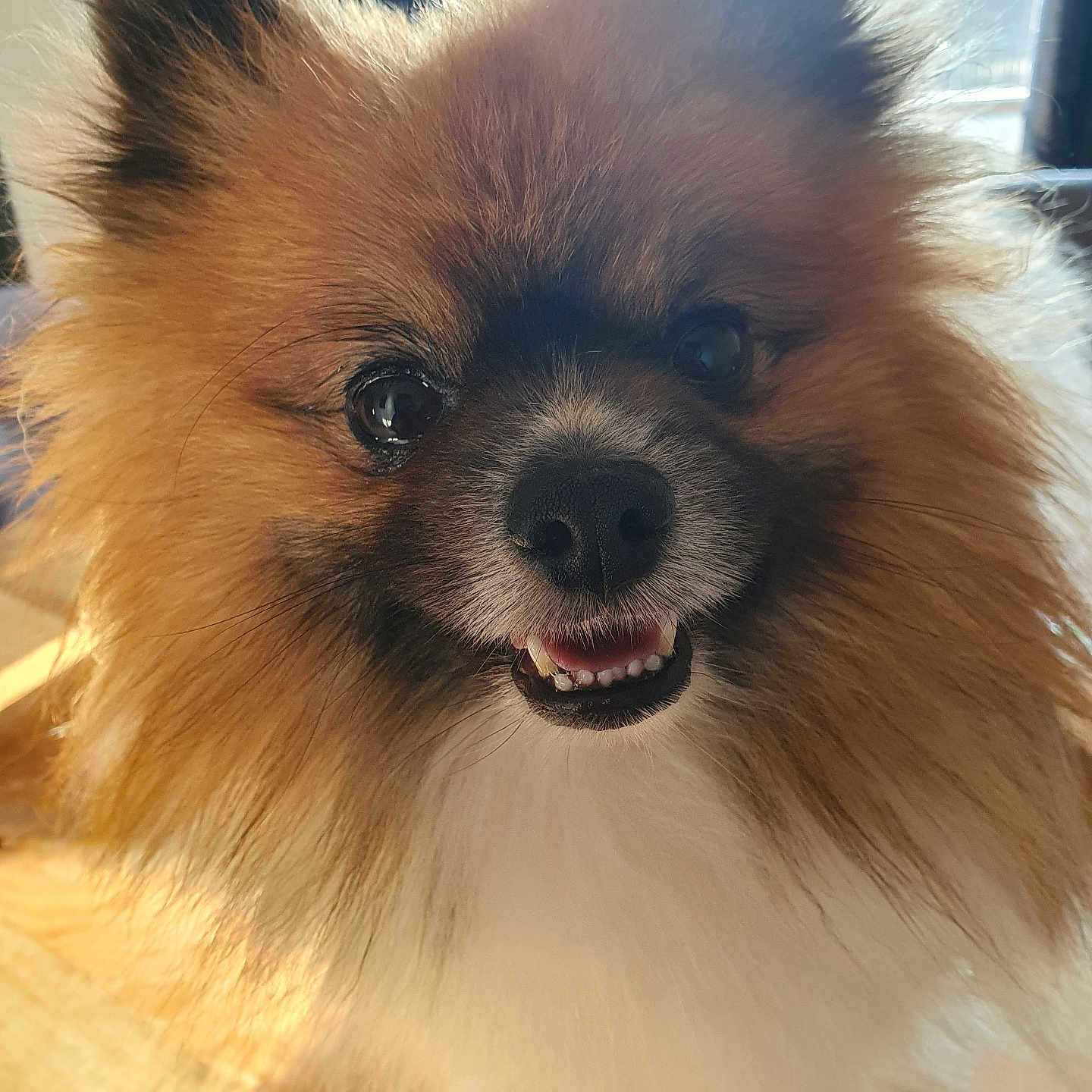 Texas participe au concours pour gagner de l'argent avec cette photo : affenpinscher, animal, bodypart, canine, chow, cockerspaniel, dog, eskimodog, hardwood, mouth, papillon, person, pet, puppy, teeth, terrier, wood