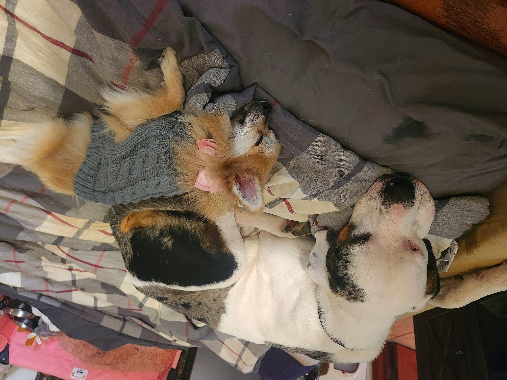 Foxy is registered to the contest to win money with this photo: canidae, carnivore, comfort, companion_dog, dog, dog_breed, fawn, felidae, fur, paw, small_to_medium_sized_cats, sporting_group, tail, tree, watch, wood