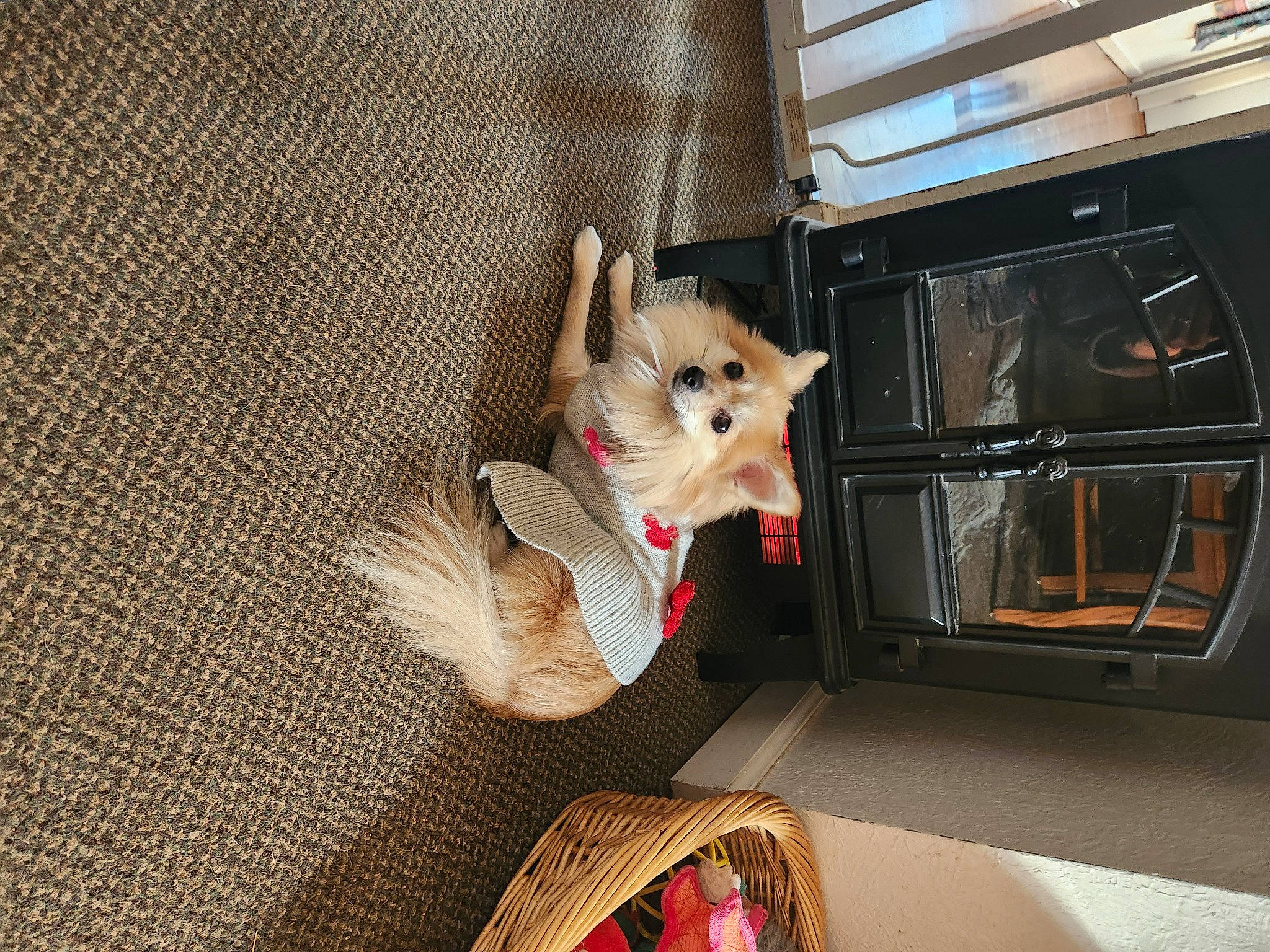 Foxy is registered to the contest to win money with this photo: canidae, carnivore, companion_dog, couch, dog, dog_breed, dog_supply, domestic_short_haired_cat, fawn, felidae, fur, pet_supply, small_to_medium_sized_cats, snout, sporting_group, suitcase, tail, toy_dog, vehicle, whiskers