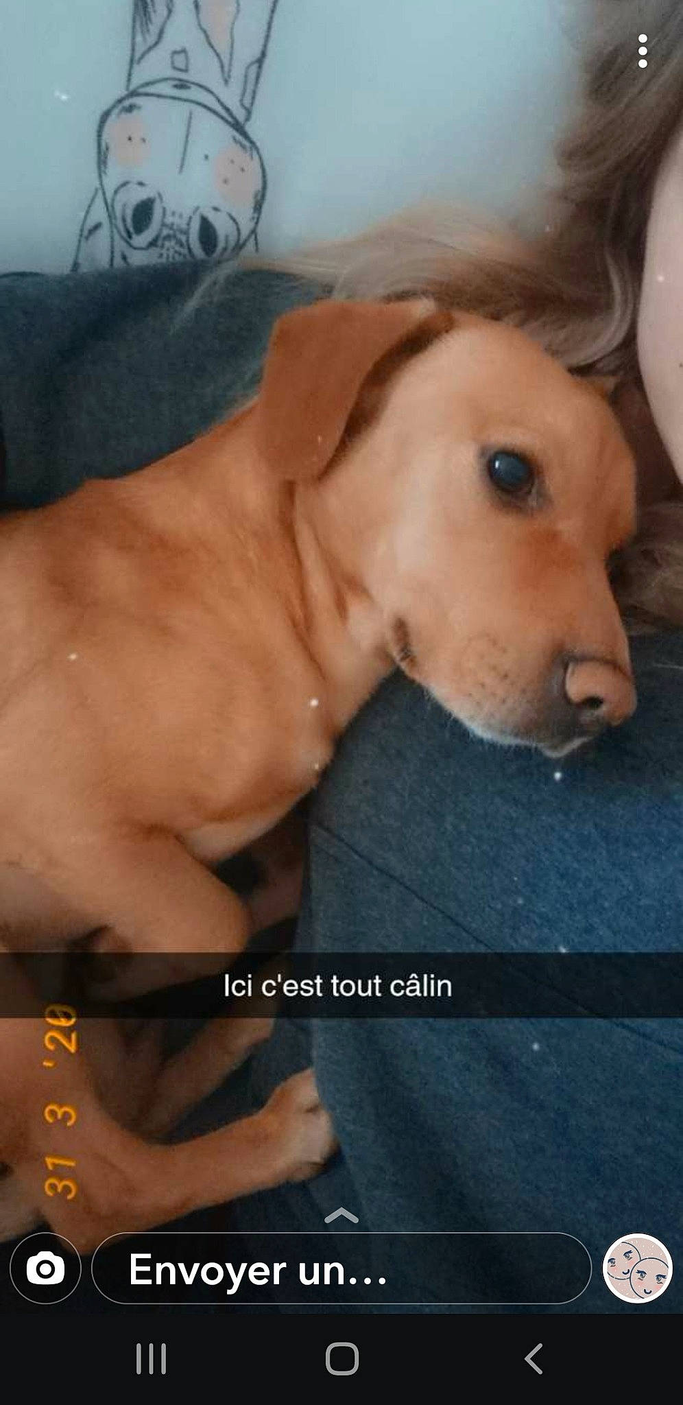 Ipso participe au concours pour gagner de l'argent avec cette photo : american_pit_bull_terrier, canidae, carnivore, companion_dog, dog, dog_breed, fawn, non_sporting_group, nose, rhodesian_ridgeback, snout