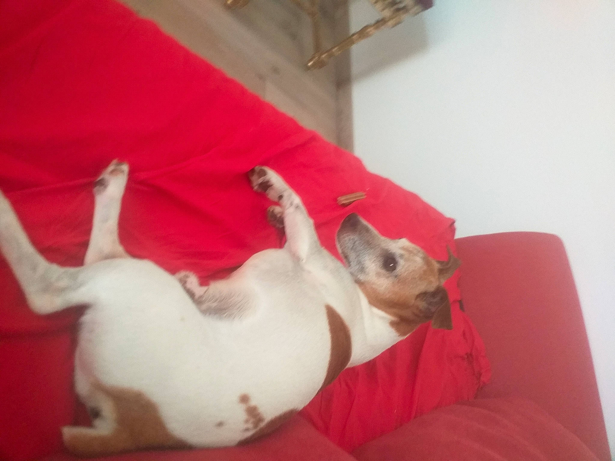 Fox participe au concours pour gagner de l'argent avec cette photo : canidae, carnivore, comfort, companion_dog, dog, dog_breed, dog_supply, fawn, felidae, linens, mammal, non_sporting_group, paw, puppy, snout, sporting_group, tail, toy_dog, working_animal